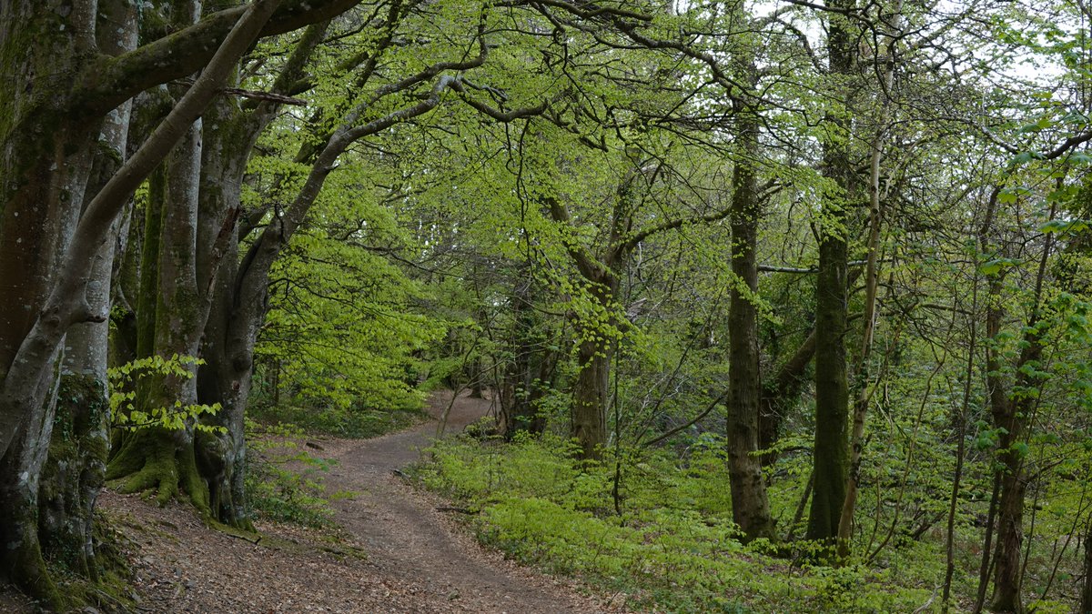 Bearacleave Wood/Furzeleigh Plantation in the national park: