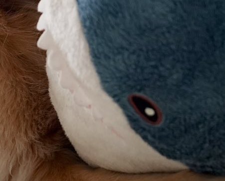 grblahaj's tweet photo. @TheGoldenRatio4 This happy face involves love bites tho…🦈 https://t.co/5uMoodviIW