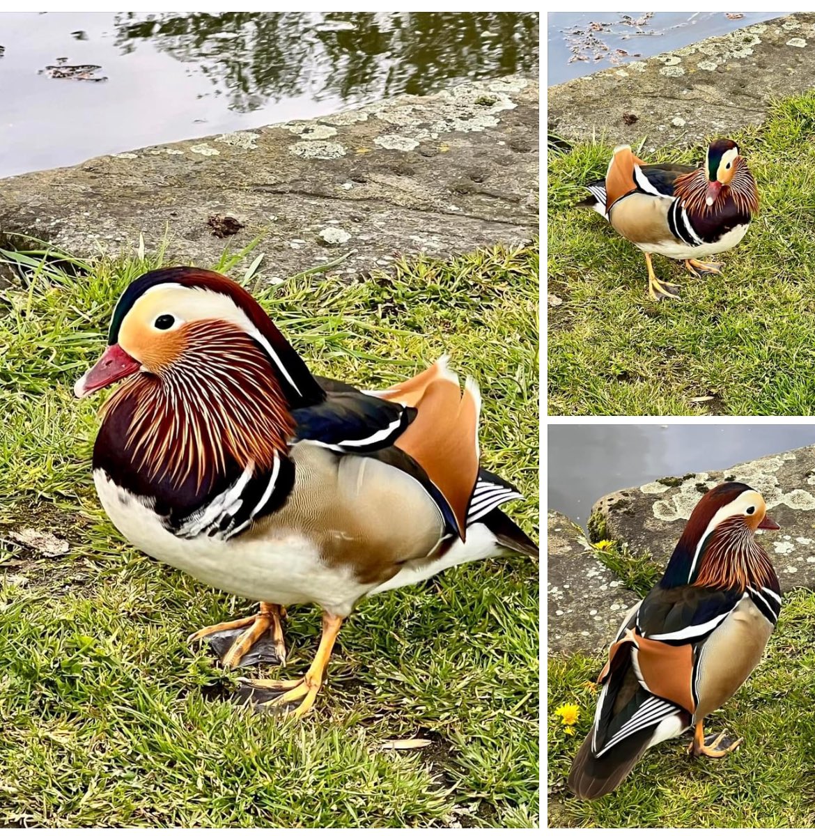 Hickling’s most photographed resident! #valeofbelvoir #ducks #nottingham #Sunday