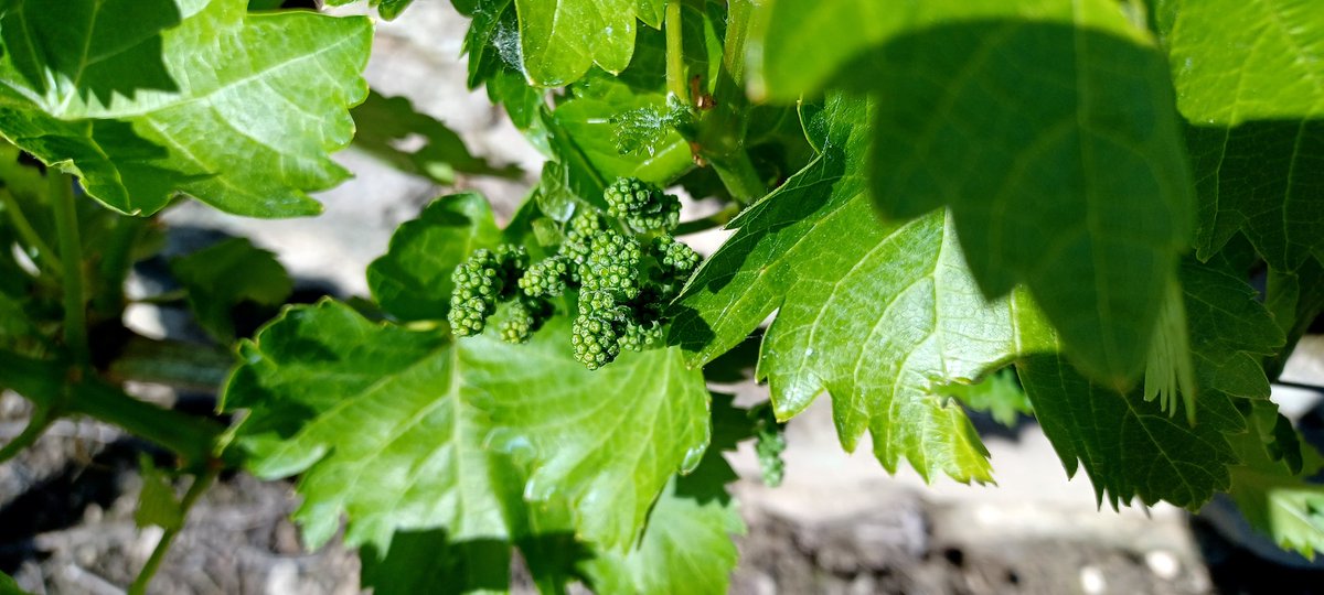 El sol de estos días deja estas imágenes en la viña
#CPRBelarminoFdez #ViticulturaHeroica #RibeiraSacra