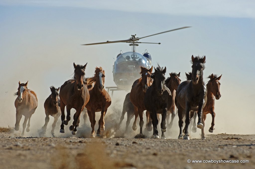 39 Wild Horses Died At Brutal Nevada Helicopter Roundup ladyfreethinker.org/39-wild-horses… Petition Update: LFT Urges BLM to Stop Deadly Wild Horse Roundups at Board Meeting ladyfreethinker.org/petition-updat… Stop Cruel Helicopter Roundups That Are Killing Wild Horses ladyfreethinker.org/sign-stop-crue…