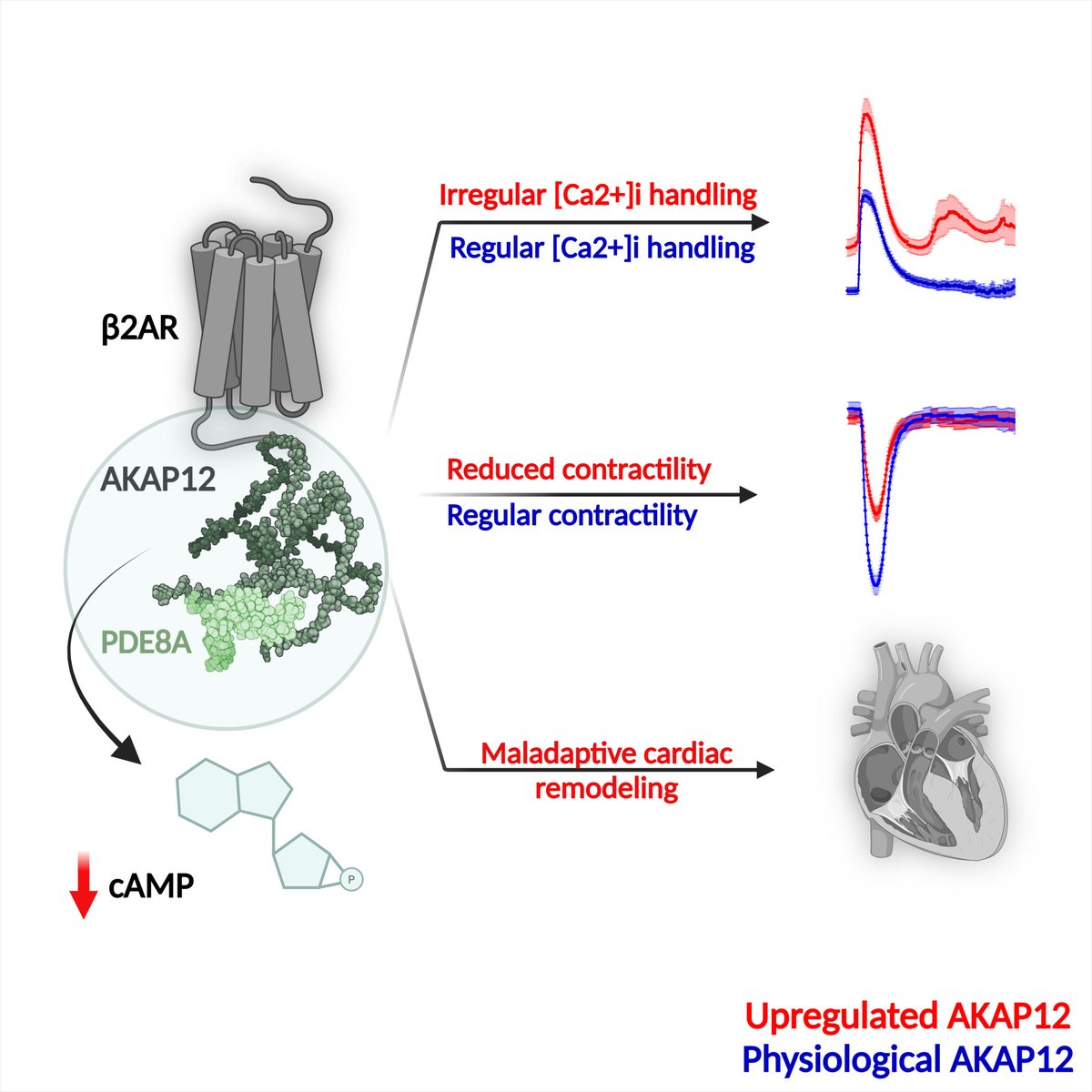 Qasim & colleagues found that AKAP12 upregulation in cardiac tissue accelerates cardiac maladaptive remodeling in animal models, & patients with end-stage heart failure have upregulation of AKAP12. Learn more at ahajournals.org/doi/10.1161/CI…