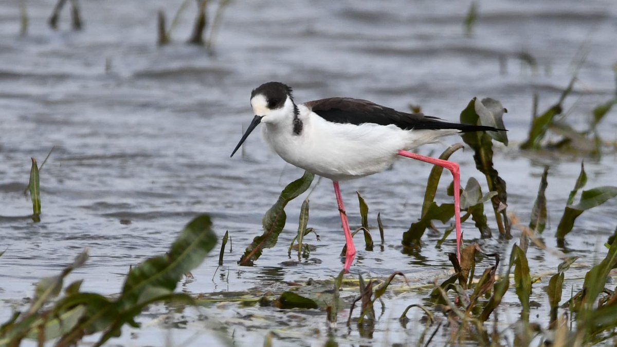 Sightings from today at #RSPBFrampton along with great shot of the Black-winged Stilt taken yesterday by @JeremyEyeons