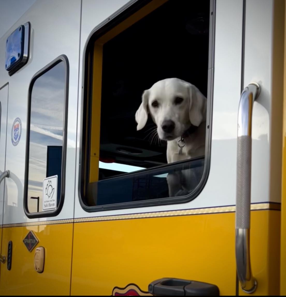 uboat159's tweet photo. My Golden Matrix Lab Zoey coming to save the day. $GMGI #GoldenMatrix #MeridianBet = Rapid Growth/Profitable/No Debt/Excellent Team/23 YR Success History/Explosive Sector/84% Insider Owned/Off-Radar/Multi B2B B2C Rev stream/Global Diversity/Under-followed/New Licenses/Huge Catalysts/Pre-Institution/Synergistic Scaling On Steroids