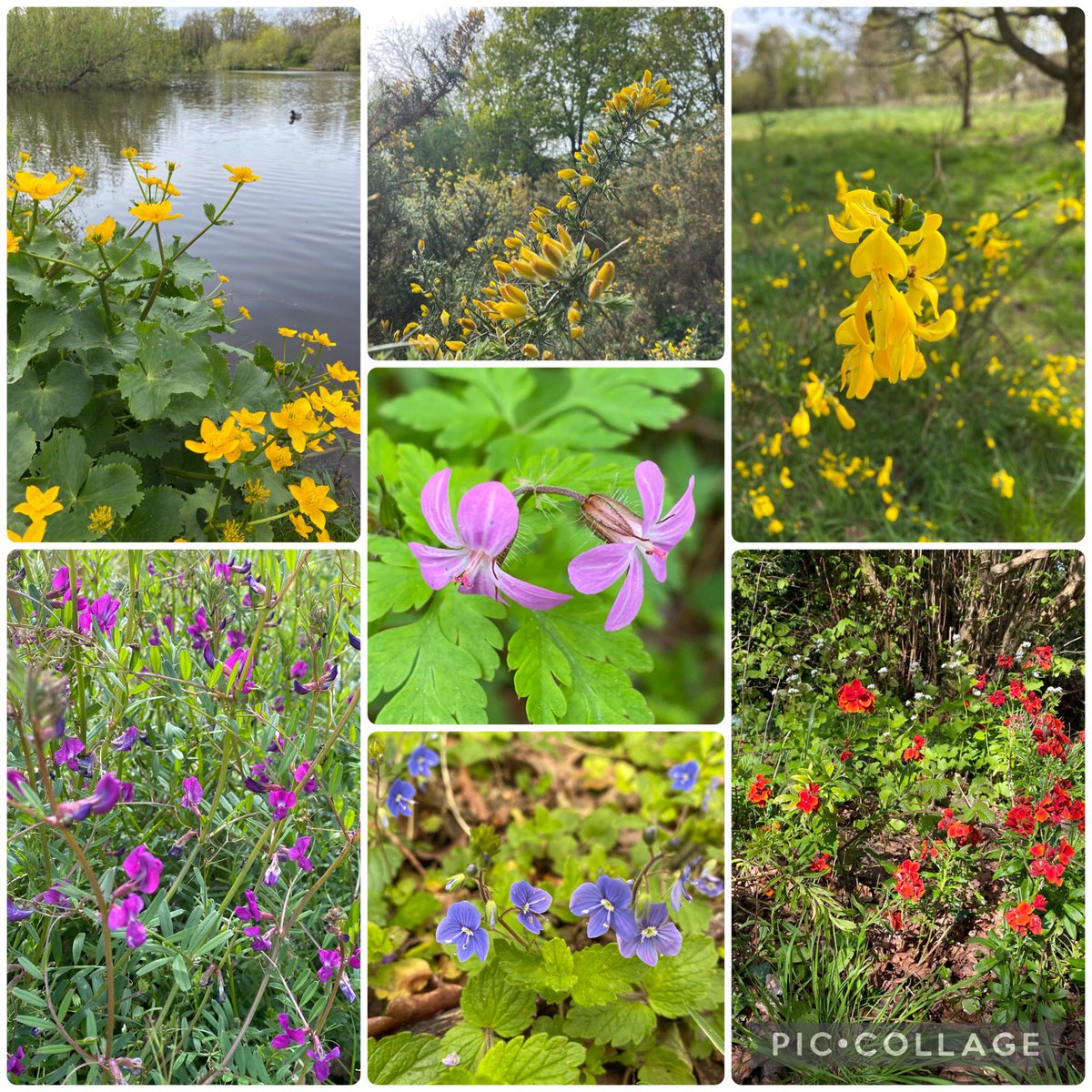 Marsh marigold, Gorse, Broom, Erysimum, Germander speedwell, Vetch and Herb-robert #SevenOnSunday #YellowSunday #WildflowerHour