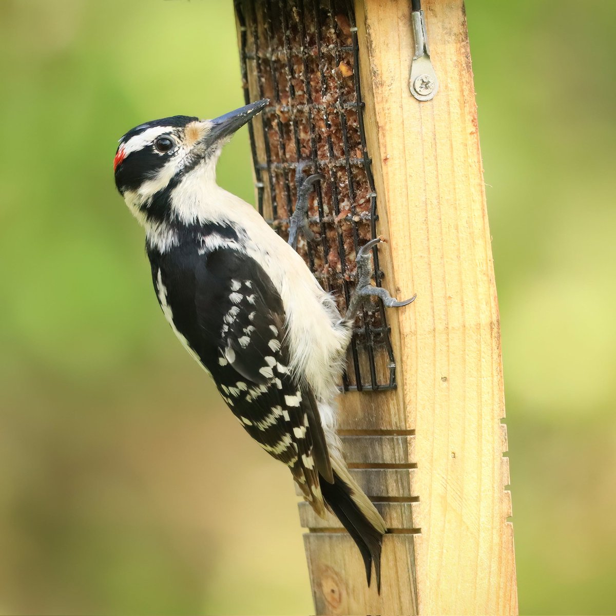 What a handsome hairy woodpecker! I think he definitely appreciates the stability of the tail-prop design.
#hairywoodpeckers #tailprop #hairywoodpecker #handsome #woodpeckers #woodpecker #cedarfeeders #cedarfeeder #suet #suetfeeders #suetfeeder