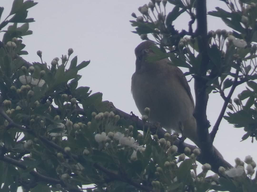 Frankie Lee Robertson (@the_yoshmeister) on Twitter photo Legendary Lee valley regional park bird highlights with <a href="/RSPBcllgroup/">RSPB Central London Local Group</a> and <a href="/LondonBirdClub/">London Bird Club</a> <a href="/LeeValleyPark/">Lee Valley Park</a> #birds #BirdsOfTwitter #birdwatching #birdphotography #BirdsSeenIn2024 #BirdTwitter #bird #TwitterNatureCommunity #TwitterNaturePhotography #nature #NatureLover #wildlife Legendary Lee valley regional park bird highlights with <a href="/RSPBcllgroup/">RSPB Central London Local Group</a> and <a href="/LondonBirdClub/">London Bird Club</a> <a href="/LeeValleyPark/">Lee Valley Park</a> #birds #BirdsOfTwitter #birdwatching #birdphotography #BirdsSeenIn2024 #BirdTwitter #bird #TwitterNatureCommunity #TwitterNaturePhotography #nature #NatureLover #wildlife