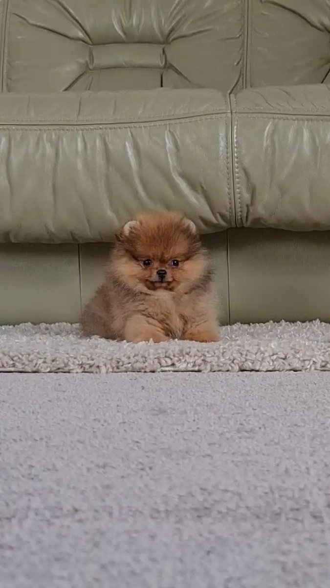 pomqueens's tweet photo. 🔵Dit is Avatar. Een lief, actief en aanhankelijk mannetje.
-
-
#pomeranian #pomeriaan #pom #puppy #beertje #teddy #pup #puppylove #cutedogs #goodnight #picoftheday  #sunday  #love #puppy #puppiesofinstagram #puppies #puppyoftheday #pomeranians #pomeranianpuppy #pomeranianworld https://t.co/XRih7KqAJE