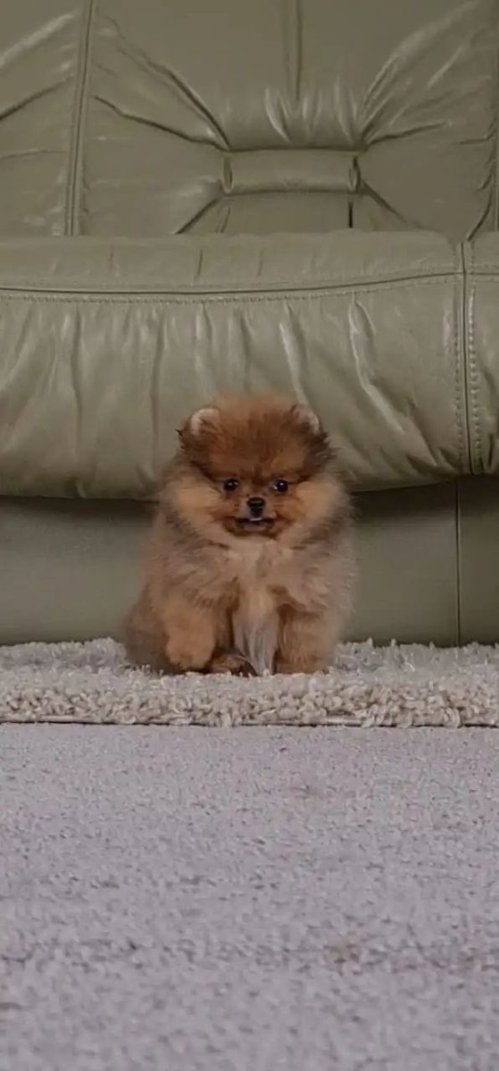 pomqueens's tweet photo. 🔵Dit is Avatar. Een lief, actief en aanhankelijk mannetje.
-
-
#pomeranian #pomeriaan #pom #puppy #beertje #teddy #pup #puppylove #cutedogs #goodnight #picoftheday  #sunday  #love #puppy #puppiesofinstagram #puppies #puppyoftheday #pomeranians #pomeranianpuppy #pomeranianworld https://t.co/XRih7KqAJE