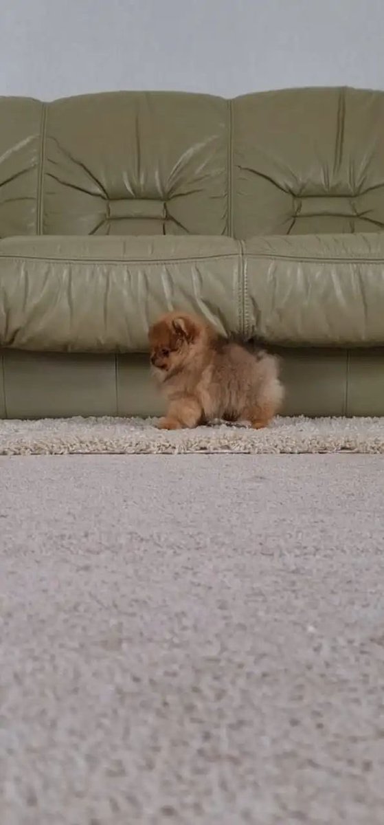 pomqueens's tweet photo. 🔵Dit is Avatar. Een lief, actief en aanhankelijk mannetje.
-
-
#pomeranian #pomeriaan #pom #puppy #beertje #teddy #pup #puppylove #cutedogs #goodnight #picoftheday  #sunday  #love #puppy #puppiesofinstagram #puppies #puppyoftheday #pomeranians #pomeranianpuppy #pomeranianworld https://t.co/XRih7KqAJE