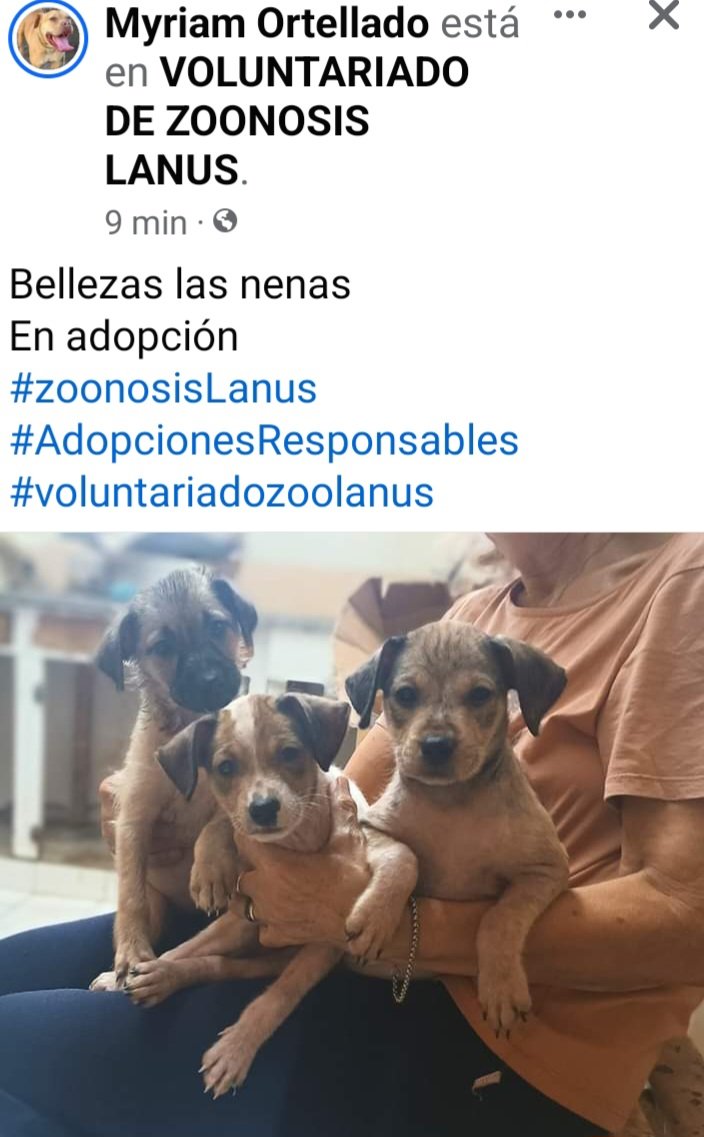 En <a href="/ZooLanus/">Voluntariado Zoo Lanús</a> estas cachorritas 💓💓💓adorables esperan en #adopcionresponsable 🙏
Acercate a Madariags 635 #Lanus