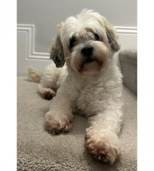 LITTLE ONE IS HOME. THANKS FOR RT's 😊🐕🐾 

🆘20 APR 2024 #Lost #ScanMe #Tagged
White Bichon Frise Female 
RUNNING SCARED SO PLEASE DO NOT APPROACH Manor Top Asda/Ridgeway Road area #Sheffield #S12 doglost.co.uk/dog-blog.php?d…