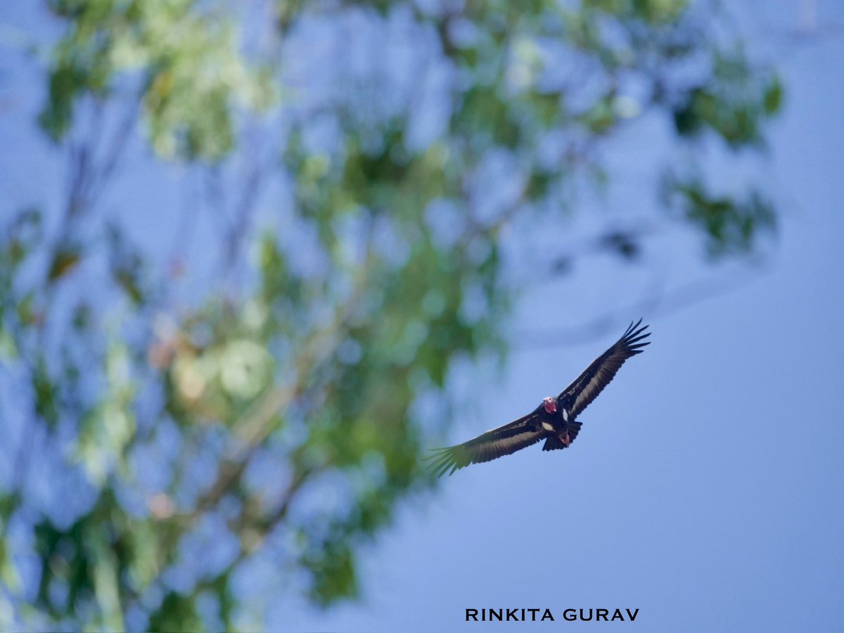 rinkitagurav's tweet photo. I’ve been so fortunate to sight the rare Red-headed Vulture over 10 times so far this year! Never gave me so much joy to see this majestic bird in Rajaji, Corbett and very recently in Pench - MP! Celebrated on our magazine’s cover as well! #BirdsSeenIn2024 https://t.co/nMBMapKm4z