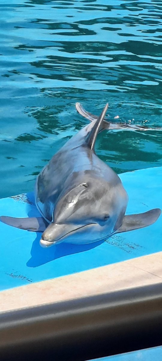 Ya estamos en el Acuario Nacional de #Cuba celebrando los 30 años de @citmacuba ! Nos reciben alegres los delfines!!! Felicidades a todos!!! #Cuba