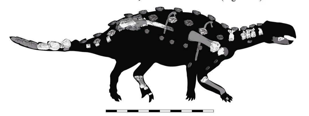 SOTO ACUÑA et al. A new look at the first dinosaur discovered in Antarctica: reappraisal of Antarctopelta oliveroi (Ankylosauria: Parankylosauria) aps.chinare.org.cn/EN/10.12429/j.… #ornithischia #thyreophora
