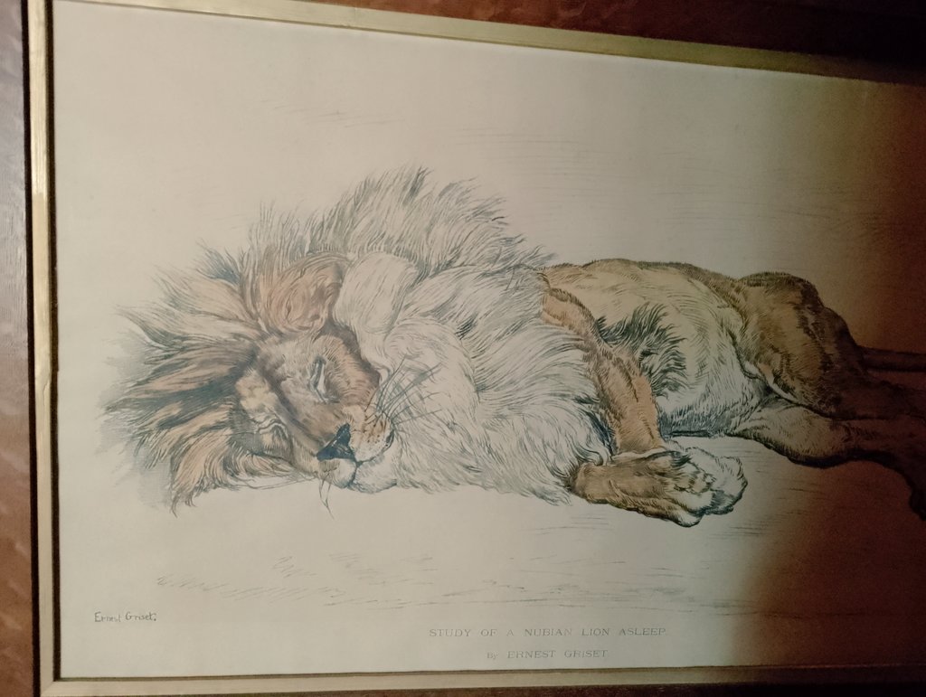 Ernest Griset's Study of a Nubian Lion Asleep (based on the Barbary Lion, now extinct in the wild). On display at @NTWightwick.