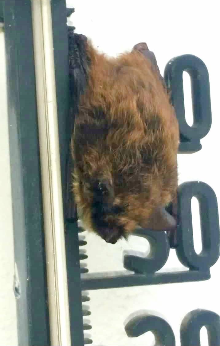 Die Fledermaus hing am Außenthermometer am Haus unserer Tierärztin. Offenbar wollte sie mitteilen, dass es viel zu kalt ist zum Jagen, da nicht genug Insekten fliegen. Wir hoffen sehr, dass die Temperaturen nun endlich wärmer werden u die Fledermäuse Chancen bei der Jagd haben.