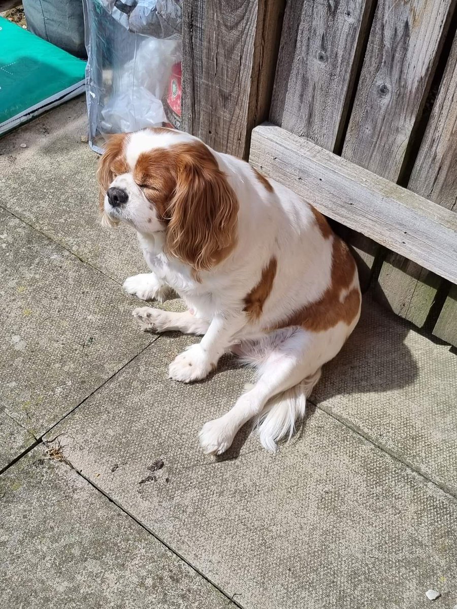 Poped up on my #memories today from 2yrs ago...Saffy meditating in our garden (sun puddling) 🥰 Miss you sooo much my girl ❤️❤️🌈 #gonebutnotforgotten