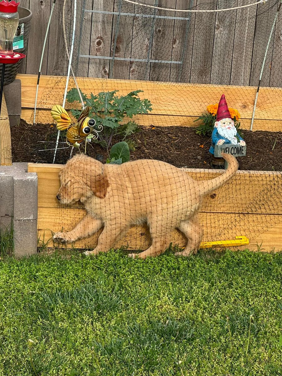 Dog Solution tweet media