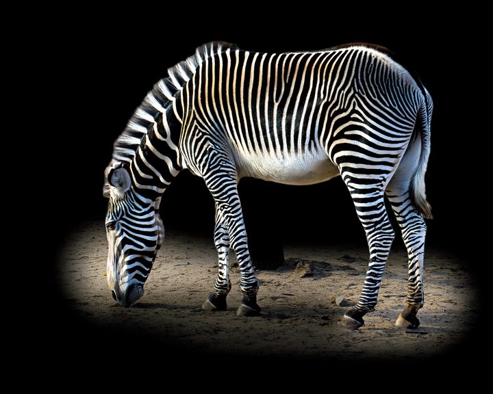 Art of the Day: 'Magical Zebra Stripes'. Buy at: ArtPal.com/jbartelt?i=105…
