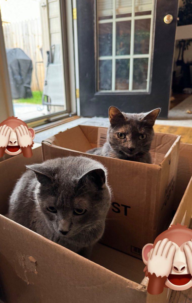 Riley and Izzy: double trouble for #catboxsunday 
#Cats #CatsOfTwitter #CatsOnTwitter #CalicoCrew #CatsOnX #CatsOfX