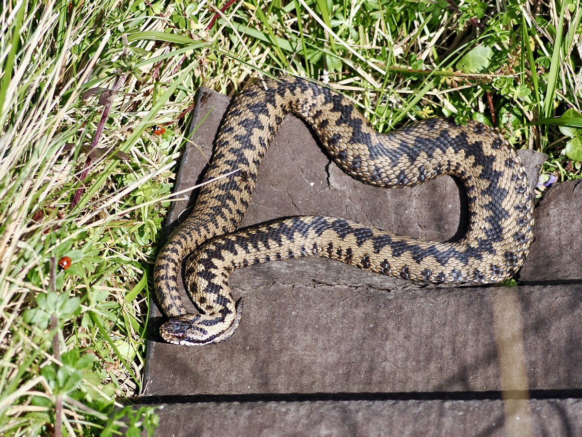 Plenty of #Adders warming up in the #Spring sunshine in #ClaytonMeadow #Dorset. 
#reptiles #nature #meadows #grasslands #NatureConservation #nature #NatureRecovery