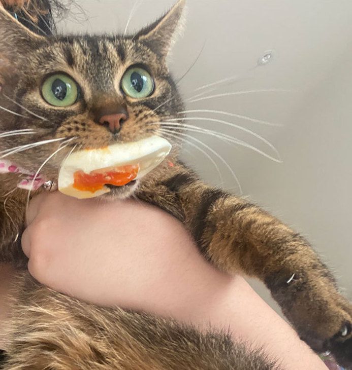 PostsOfCats's tweet image. EGG THIEF