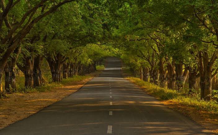 A few years ago, it was decided that the stretch of road between Thanjavur and Mannargudi would be widened. Though that was extremely important due to the increase in vehicular traffic, grand old Mango, Tamarind and other Trees that shaded that beautiful stretch were felled in