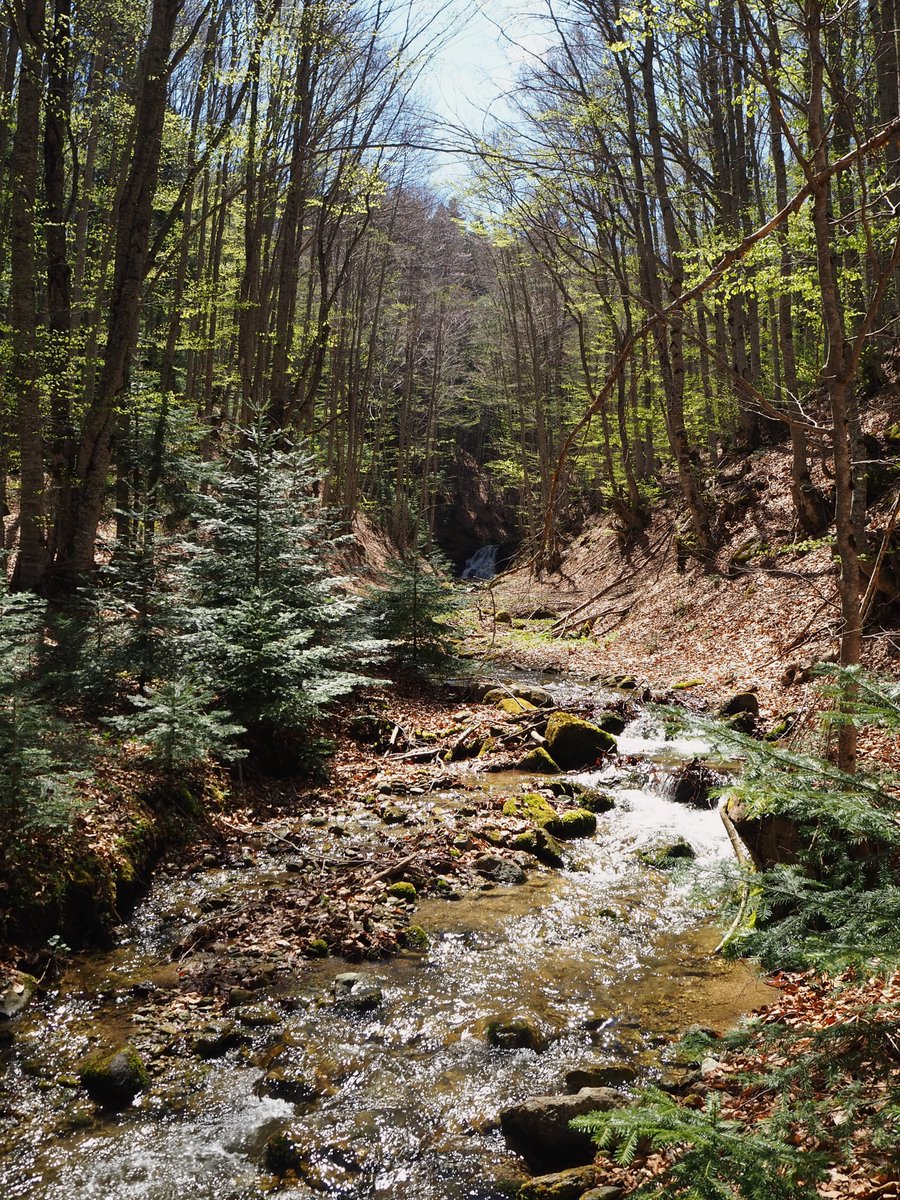 Discovered a small slice of heaven in the mountain beech forests the other day. A valley of waterfalling light and reaching leaves, the crystal-clear stream carrying the memory of snowfields.