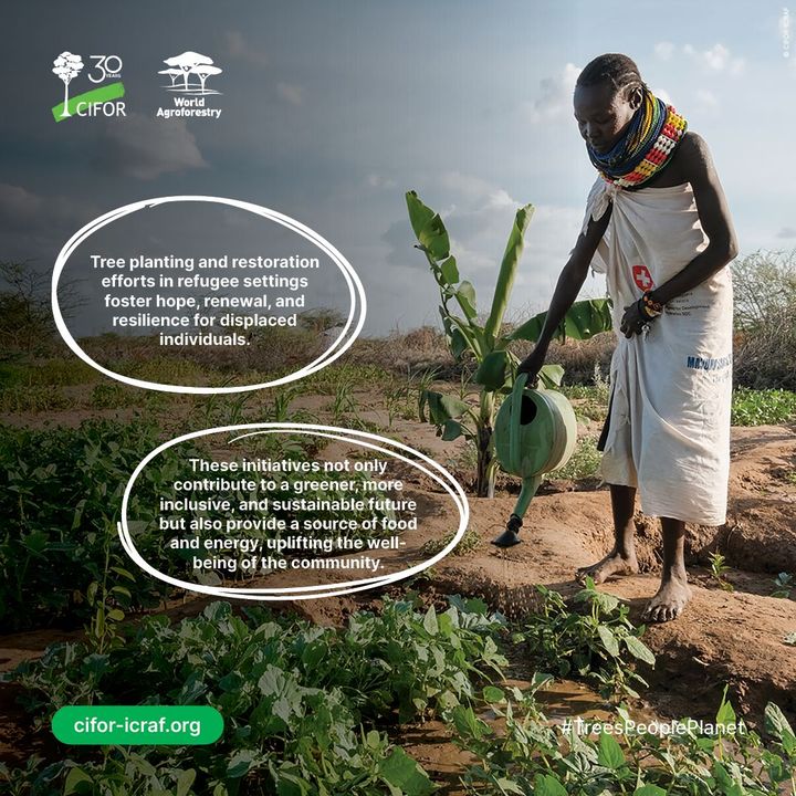 CIFOR_ICRAF's tweet photo. 🌳 Tree planting and restoration efforts in refugee settings foster hope, renewal, and resilience for displaced individuals. 

🔗 https://t.co/gpfY09hncC

#Trees4Resilience https://t.co/9CsmGwybgY