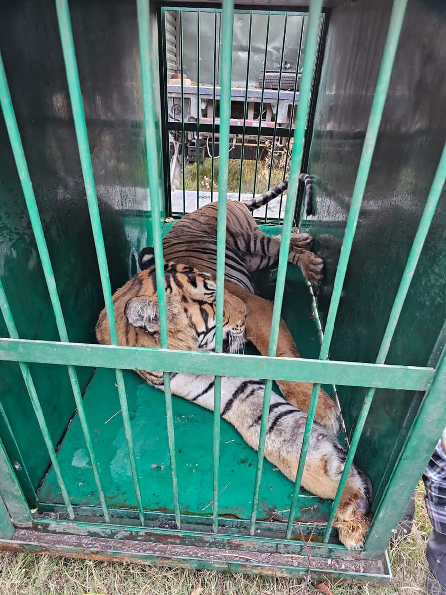 In a rescue operation by #pilibhit Tiger Reserve forest department, the injured Tiger was captured for treatment.
