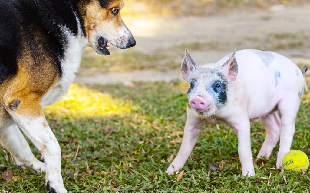 The difference between a pig and a #dog is our social conditioning, our perception. #speciesism