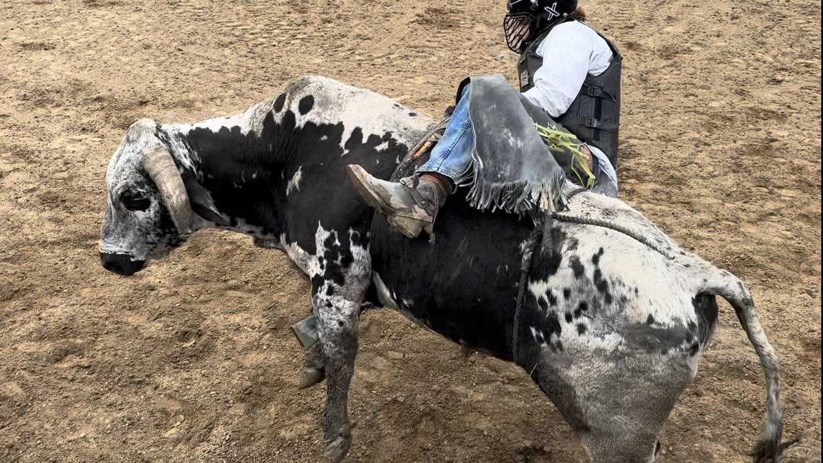 moorebullriding's tweet photo. It ain’t easy being cheesy! #bulls #bullriding #rollrobbie https://t.co/Tzr1c7Hvak