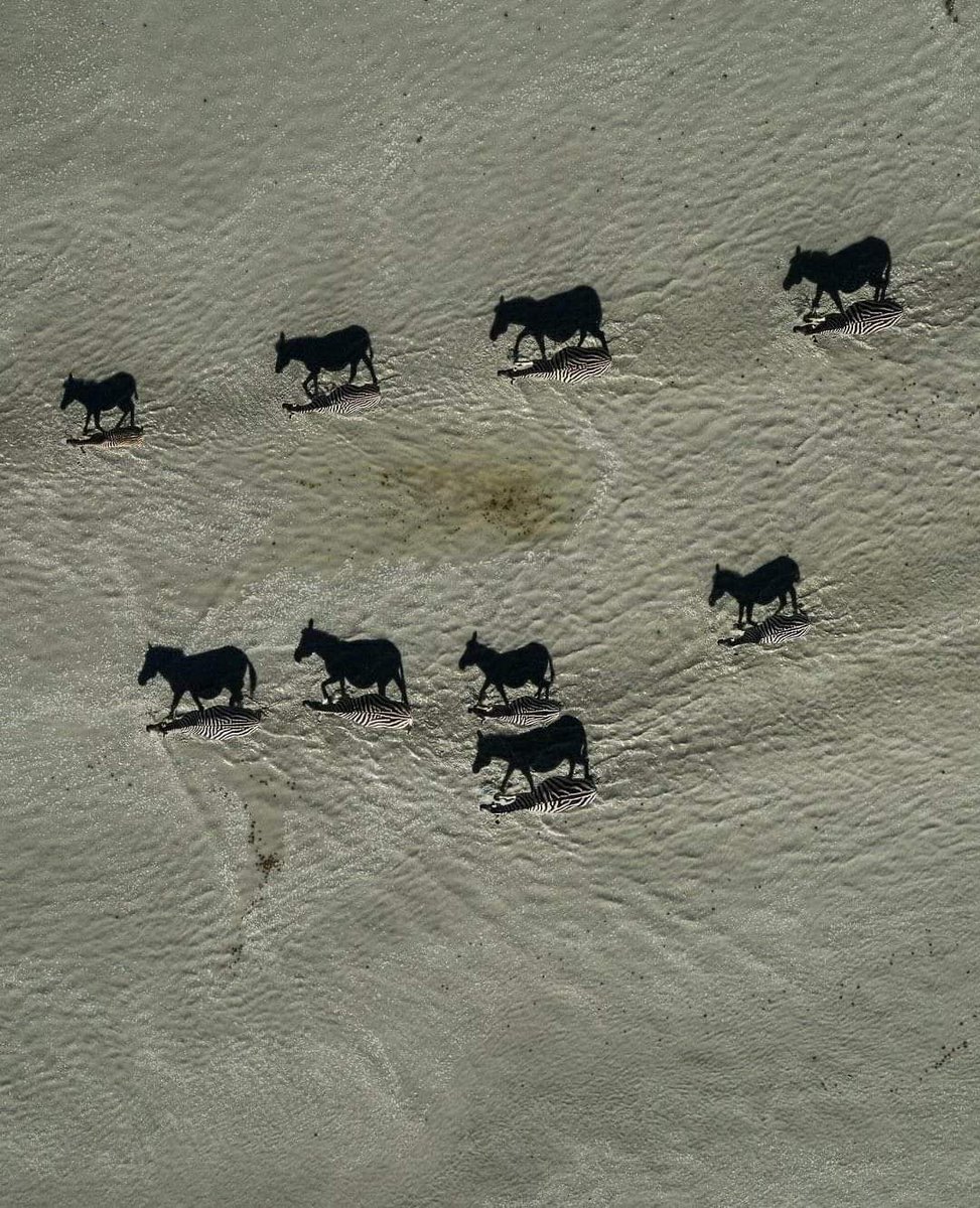 6. Black images are just shadows. Zoom in and you will see zebras. National Geographic Picture of The Year (2018) by wildlife photographer Beverly Joubert.