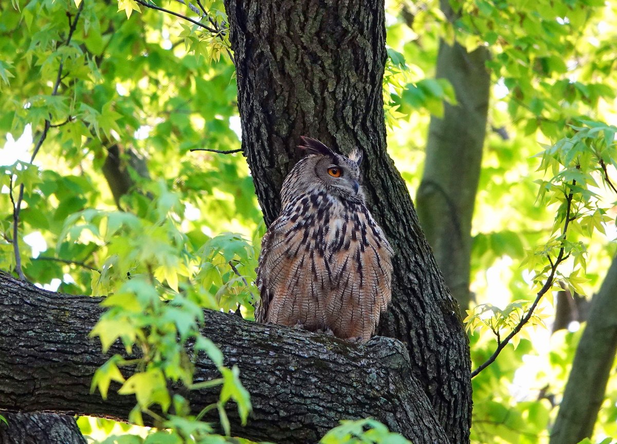 Here's my never published image of Flaco, taken on this date (4/21/23) one year ago. It was my first time seeing him in person and it was an amazing experience. He was majestic and visibly relished his new-found freedom. @BirdCentralPark @writingosprey