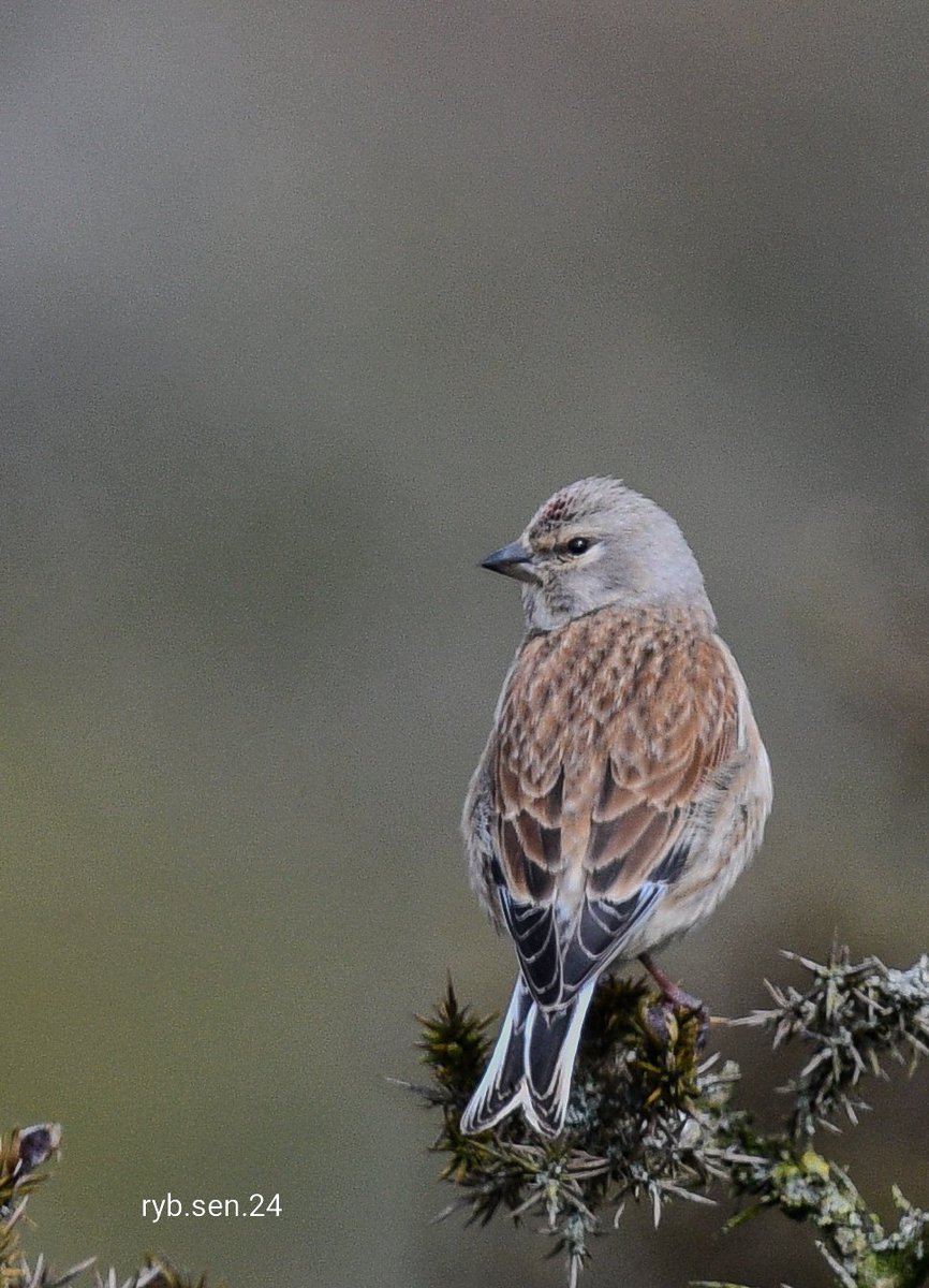 #CleeHills
#Shropshire 
Linnet.... calm & peaceful