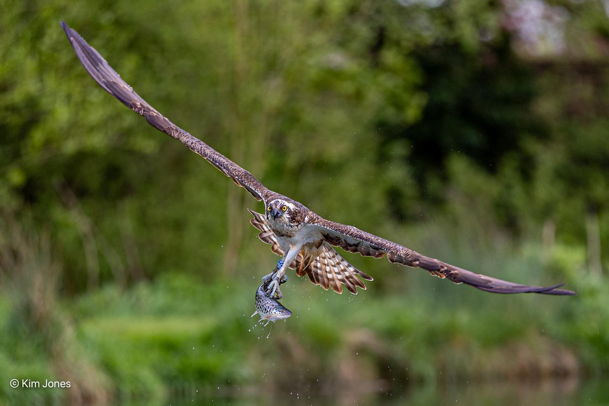 Osprey 059 proudly shows her freshly trout to the photographers in the hide at @GwashOspreys @Natures_Voice @RSPBNews @RSPBEngland @CanonUKandIE @CanonEMEApro @ElyPhotographic #Osprey #BirdOfPrey #birdphotography