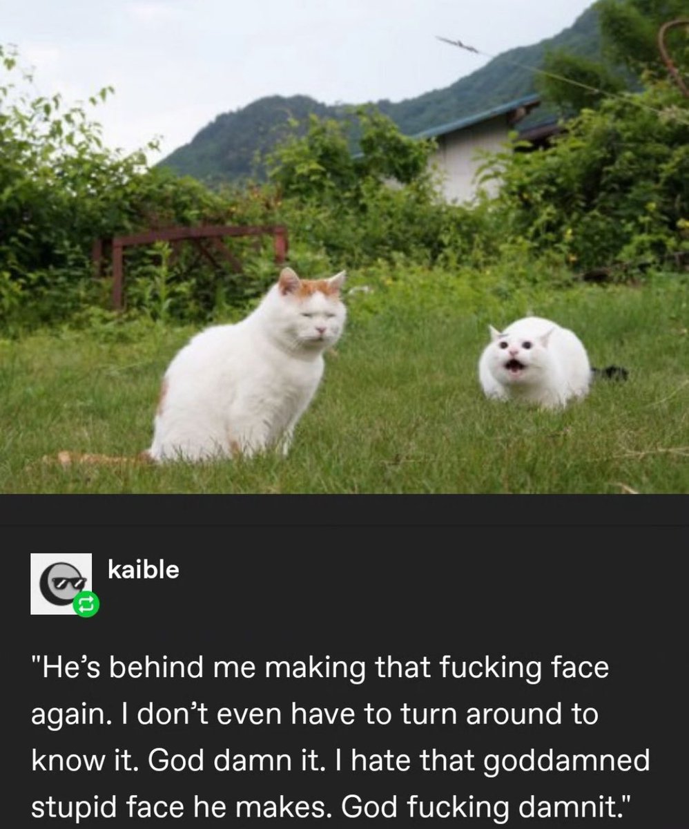 Punch Cat (@punchingcat) on Twitter photo 