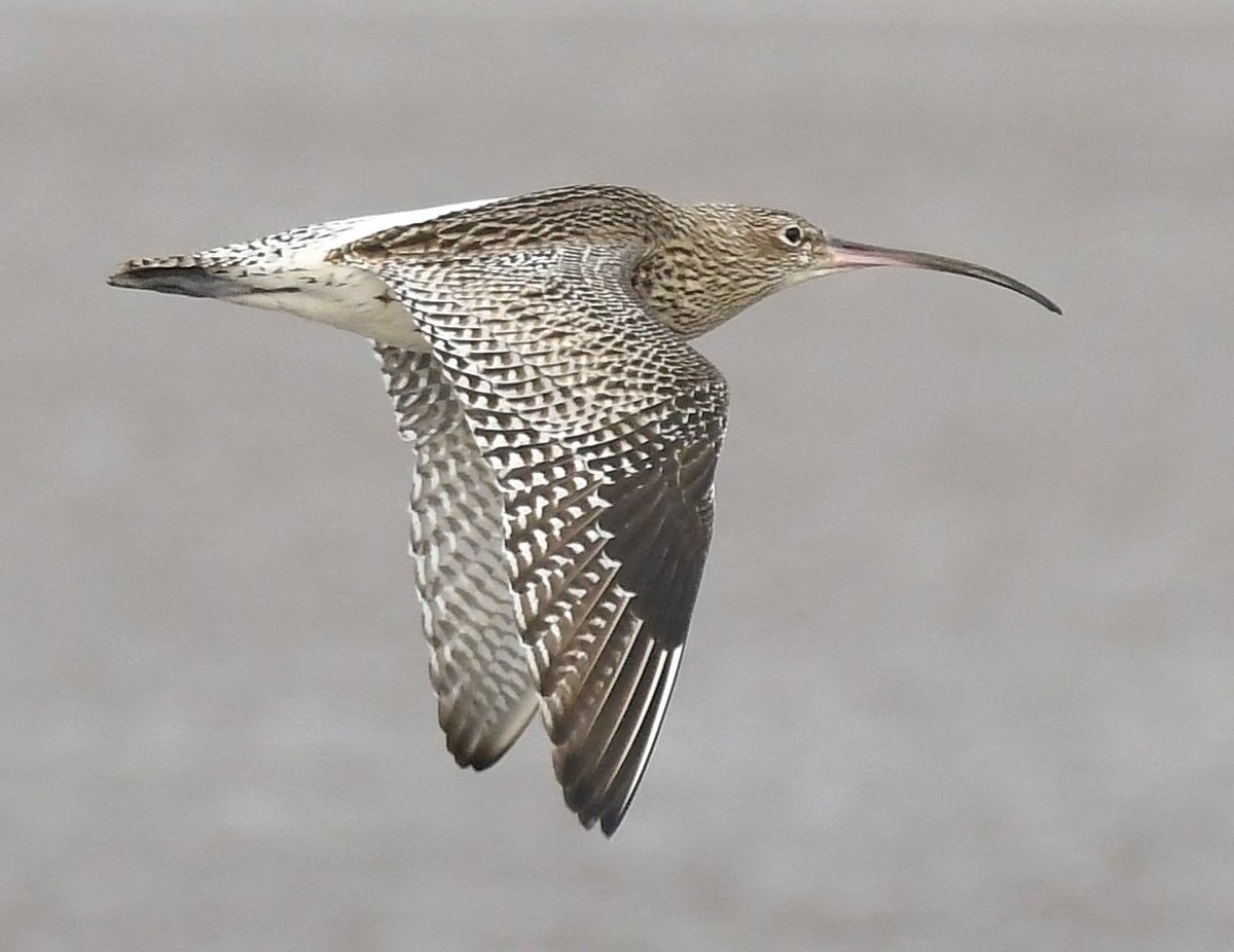 Had to post one of my Curlew photos for #WorldCurlewDay 😍😊🐦