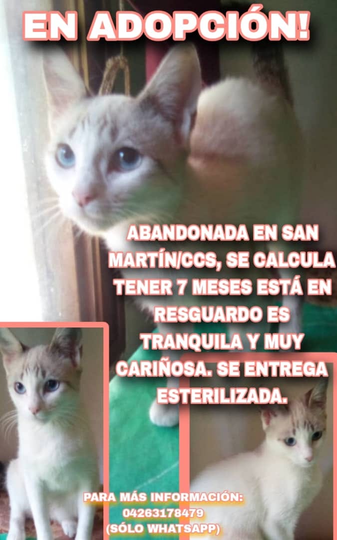 Esta princesa sigue buscando esa familia amorosa para entregar sus mimos con todo su corazón. Dale la oportunidad de hacerte feliz