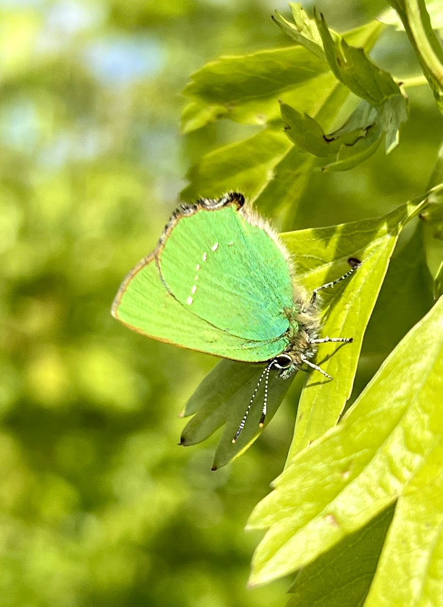 Green Hairstreaks are now at Ryton Wood Meadows in some decent numbers. The cold but sunny weather made it easier to get a pic. This one is showing the white streak. #green #butterflies #hairstreaks #warwickshire
