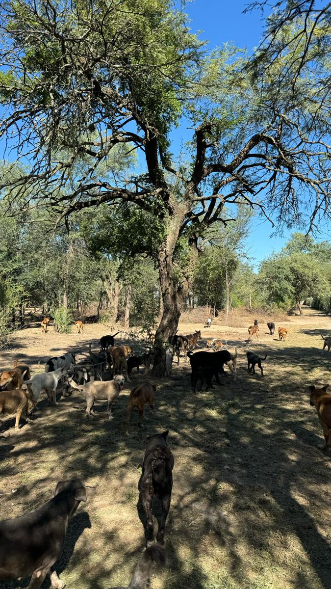 El Refugio tiene que tener su veterinaria propia, ya esta hecha la Cabaña 2 del 
Bloque 1
Para poder hospedar Estudiantes de veterinaria que nos quieran ayudar...
SIGUE !!!!!