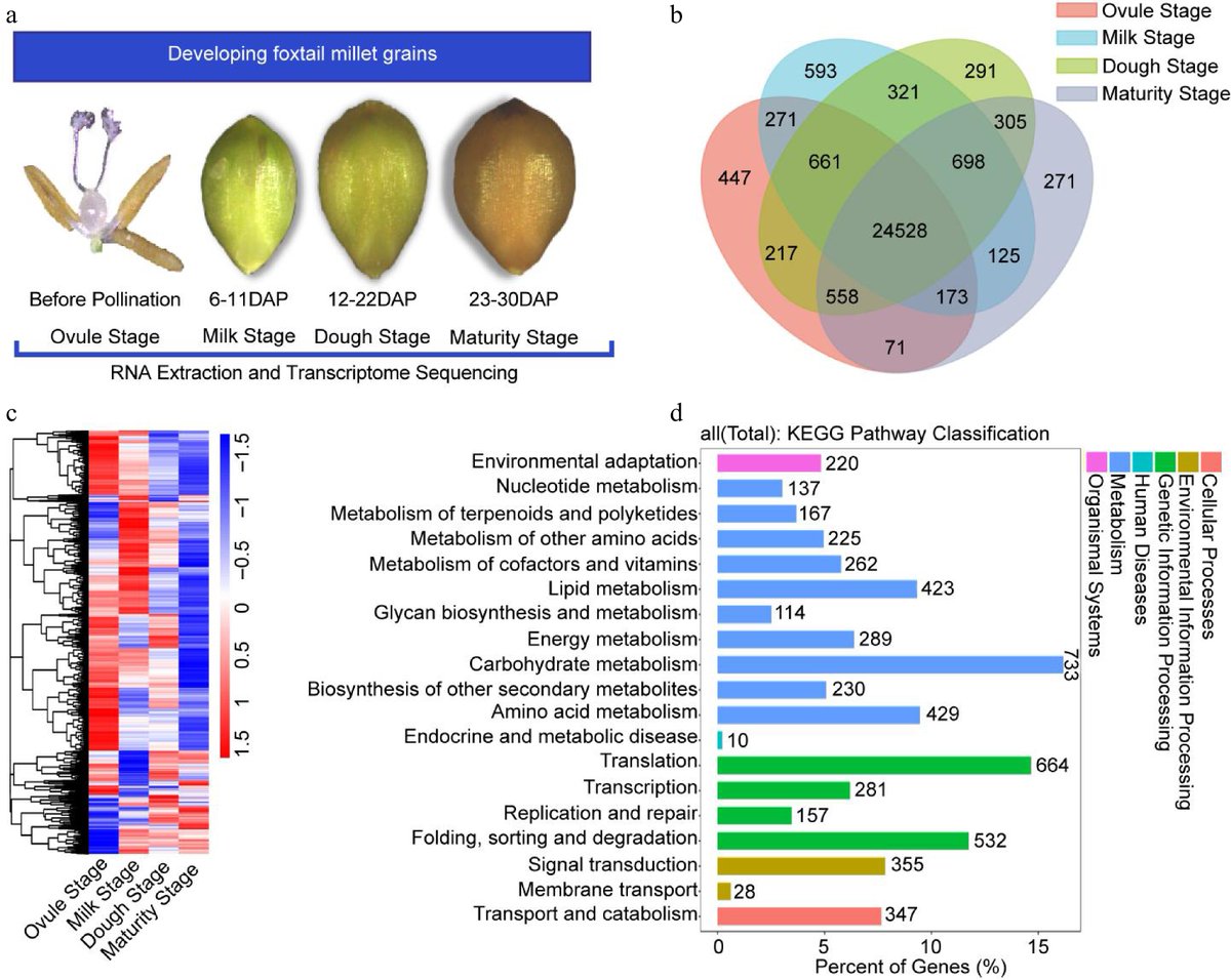 #SeedBio Detailed daily morphological analyses, combined with RNA-sequencing (RNA-seq) to examine transcript dynamics, provide insights into the molecular mechanisms of grain development in #FoxtailMillet. @MaximumAcademic Details: maxapress.com/article/doi/10…