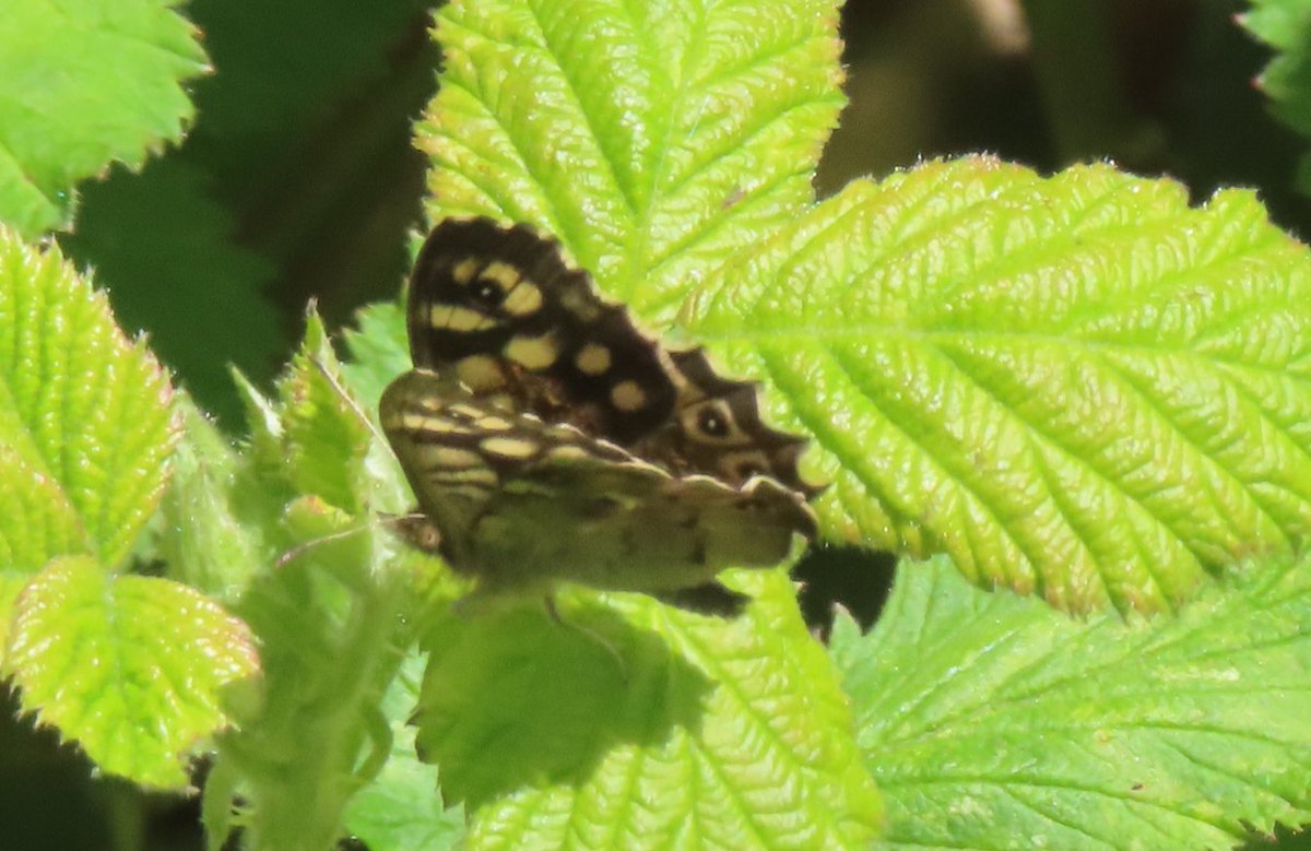 Speckled Wood seen at Fog Lane Park, Manchester on 21 Apr 2024.