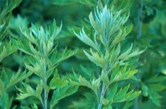 'Herbs And Phytochemicals: Artemisia-Derived Nanovesicles Mitigates Lung Tissue Damage Caused By SARS-CoV-2 And Flu Viruses!' Follow: @ThailandMedicaX 

#herbalmedicine #HealthIsWealth #herbalhealing 

thailandmedical.news/news/herbs-and…