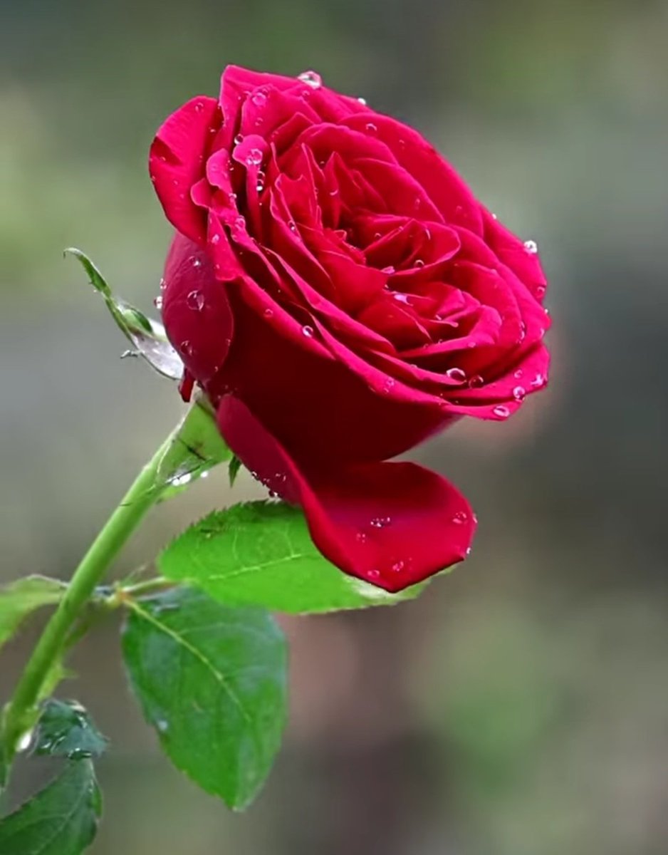 Craig Raw 🐦 tweet media