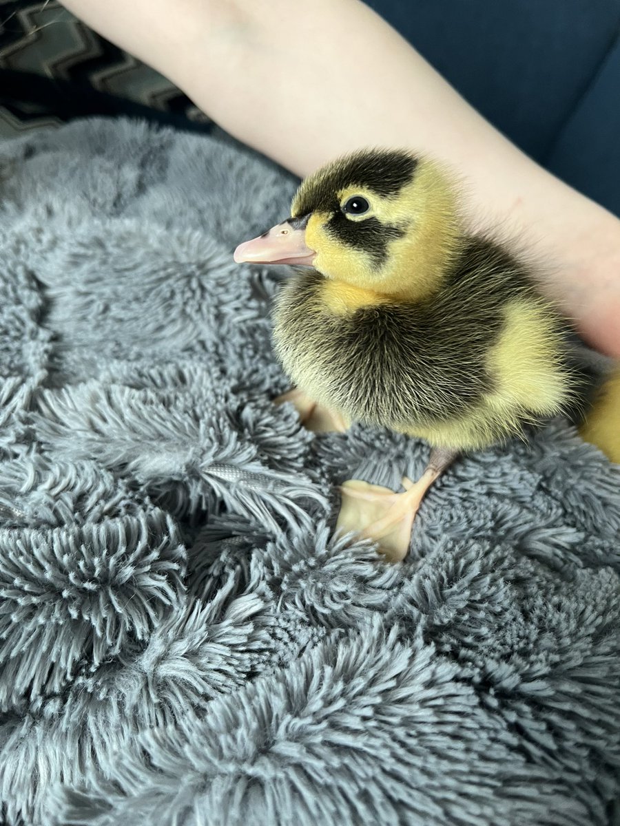HavannahOffice's tweet photo. The ducks have grown so much over the weekend! They’re really looking forward to seeing everyone tomorrow 💚🦆 https://t.co/TiwAblUSjK