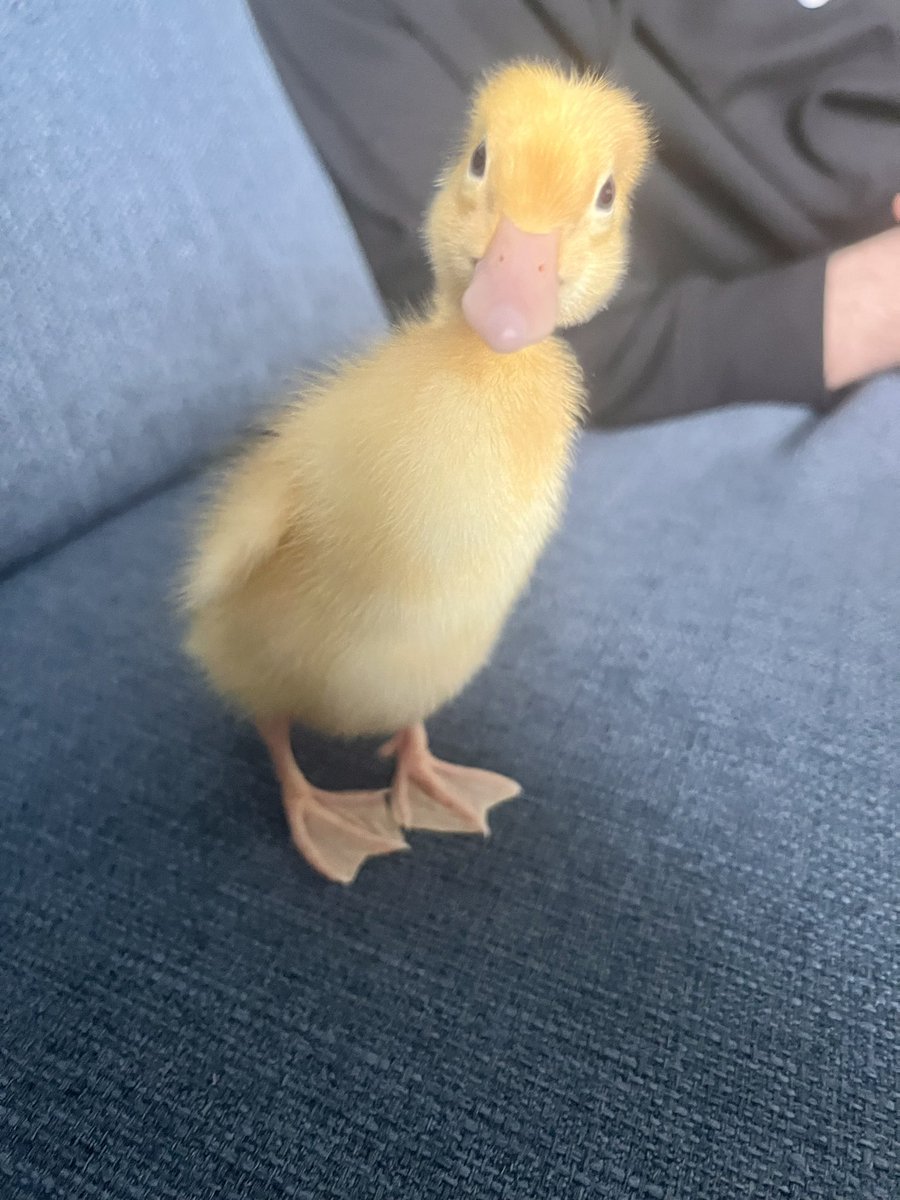 HavannahOffice's tweet photo. The ducks have grown so much over the weekend! They’re really looking forward to seeing everyone tomorrow 💚🦆 https://t.co/TiwAblUSjK