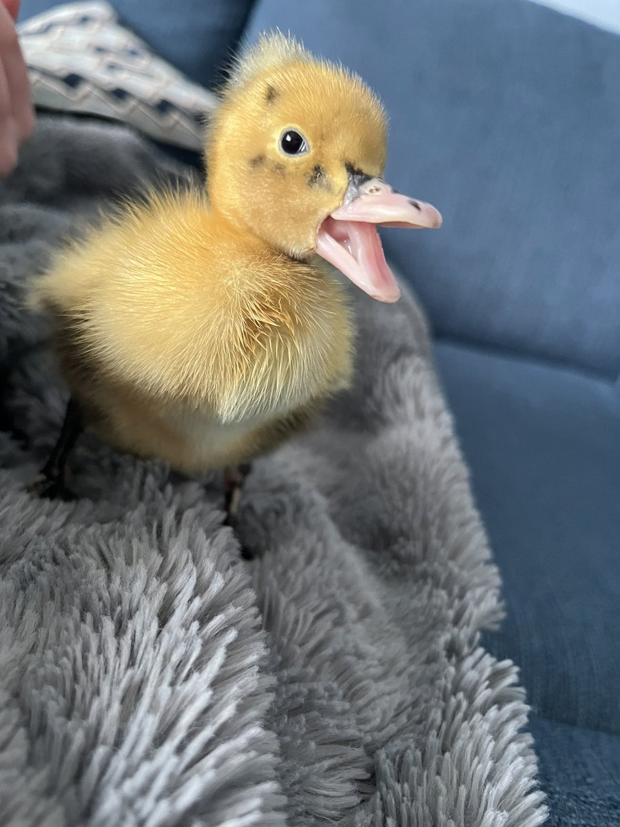 HavannahOffice's tweet photo. The ducks have grown so much over the weekend! They’re really looking forward to seeing everyone tomorrow 💚🦆 https://t.co/TiwAblUSjK