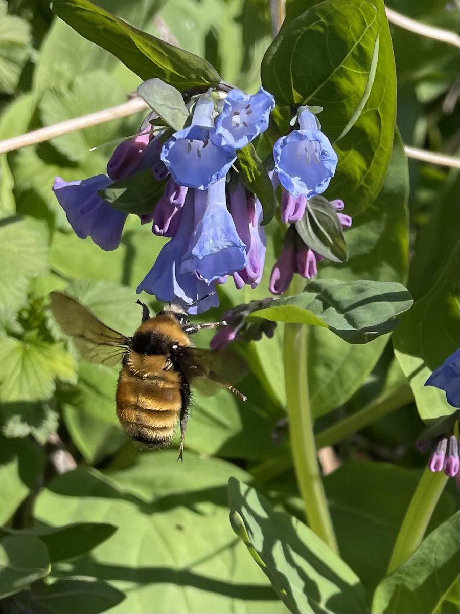 Bombus borealis queen. 🐝🐝🐝and Bluebells 4/21/24. 🐝Bombus borealis is a species of bumblebee known commonly as the northern amber bumblebee. #SaveTheBees #EarthDay2024 #biodiversity #EarthDay #Spring2024 apps.extension.umn.edu/environment/ci…